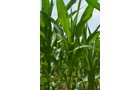 Property photo 24 - 51.5 Acres Offered in 5 tracts, 2 Farm Sites